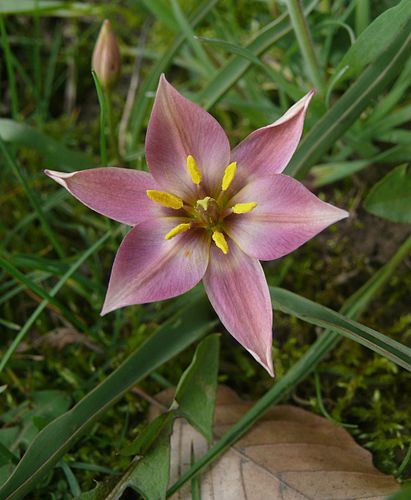 Tulipa humilis